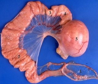 1 Infundibulum, 2 Magnum, 3 Isthmus, 4 Uterus, 5 Vagina with egg inside. Photo: Wikipedia